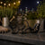 Swirly Tail Raccoon — lifestyle